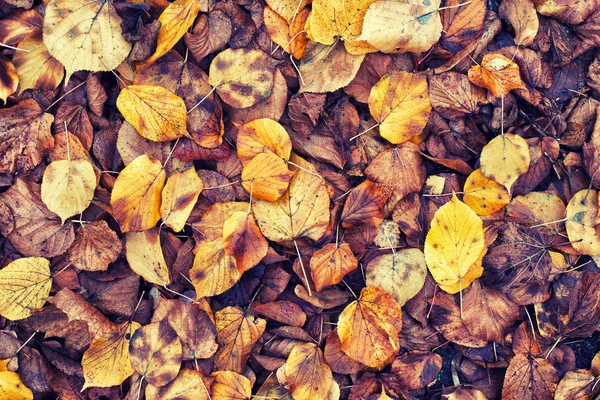 Background of blackened autumn leaves. — Stock Photo, Image
