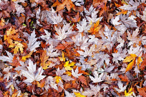 Hintergrund geschwärzter Herbstblätter. — Stockfoto