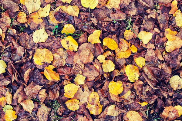 Pozadí zčernalé podzimní listy. — Stock fotografie