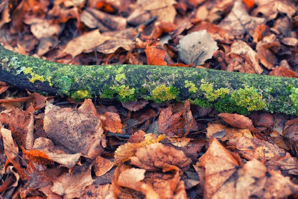 Sfondo di foglie d'autunno annerite . — Foto Stock