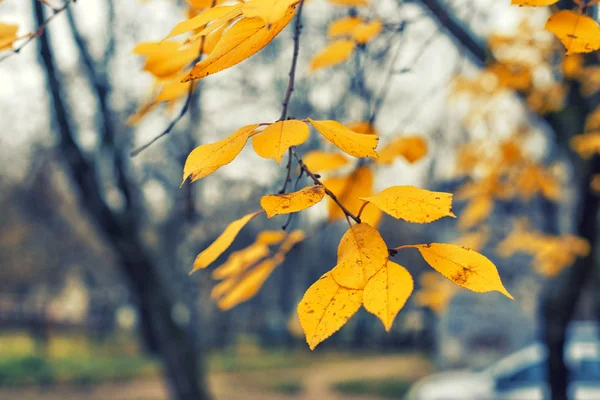 Yellow last leaves on the branches of a tree Linden — Stock Photo, Image