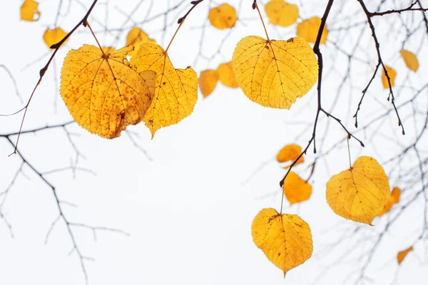 Желтые последние листья на ветвях дерева Линден — стоковое фото