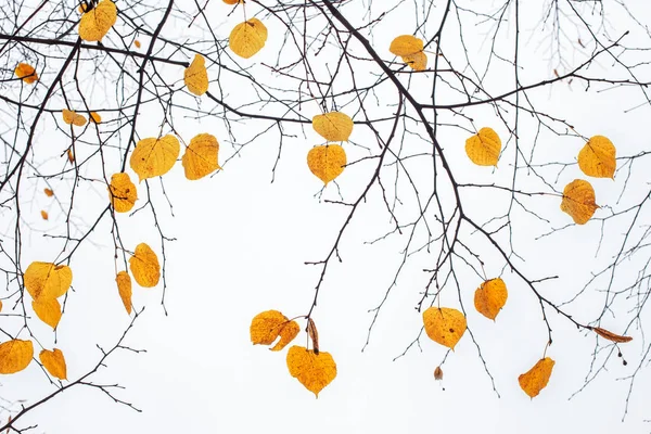 Κίτρινο τελευταία φύλλα στα κλαδιά ενός δέντρου Linden — Φωτογραφία Αρχείου