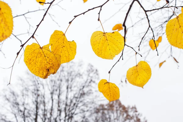 Žluté poslední listy na větvích stromu Linden — Stock fotografie