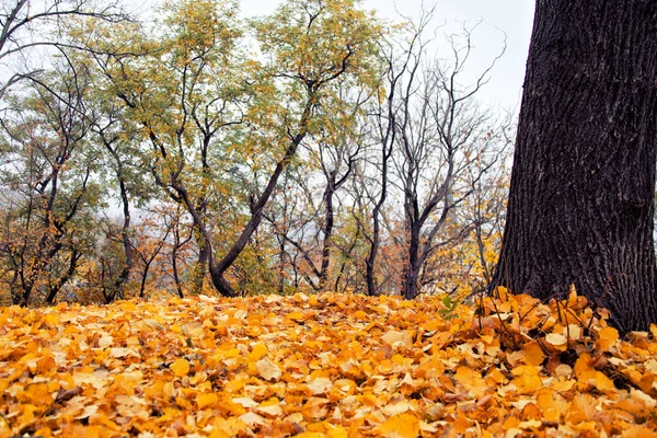 Fondo de hojas de otoño ennegrecidas . — Foto de Stock