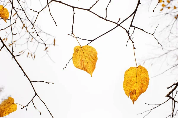 Últimas hojas amarillas en las ramas de un árbol Linden — Foto de Stock