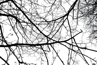 Beyaz arkaplanda izole ağaç dalları