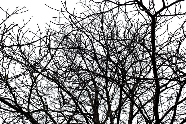 Galhos de árvore isolados no fundo branco — Fotografia de Stock
