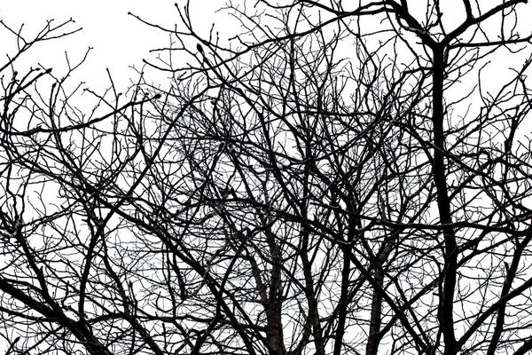 Branches d'arbres isolées sur le fond blanc — Photo