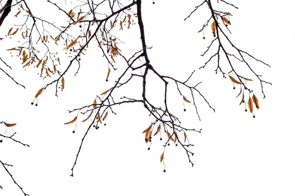 하얀 배경에 따로 떨어져 있는 나뭇가지들 — 스톡 사진