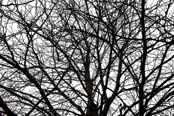 Ramas de árboles aisladas sobre el fondo blanco — Foto de Stock