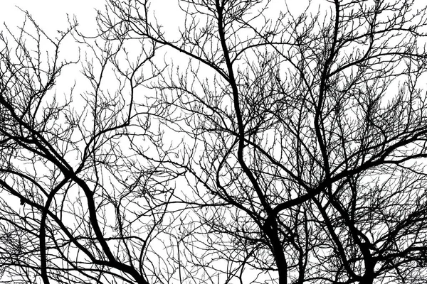 Gałęzie drzew odizolowane na białym tle — Zdjęcie stockowe