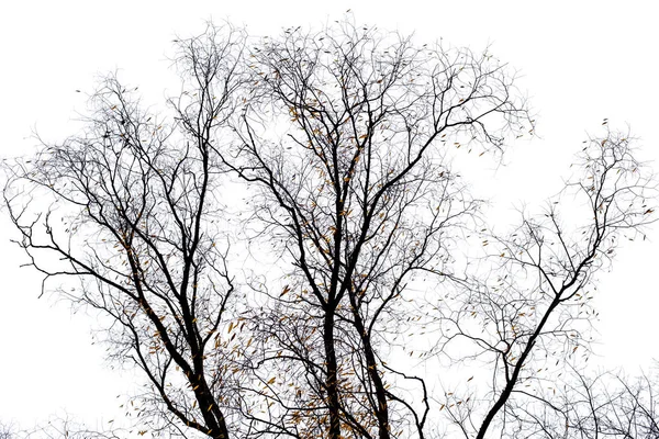 Galhos de árvore isolados no fundo branco — Fotografia de Stock