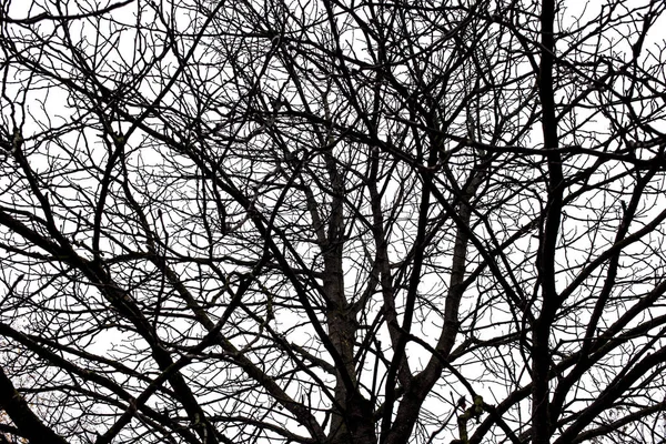 Tree branches isolated on the white background — Stock Photo, Image