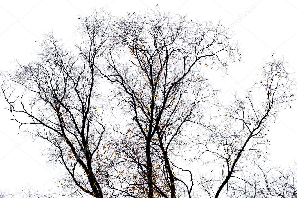 Tree branches isolated on the white background