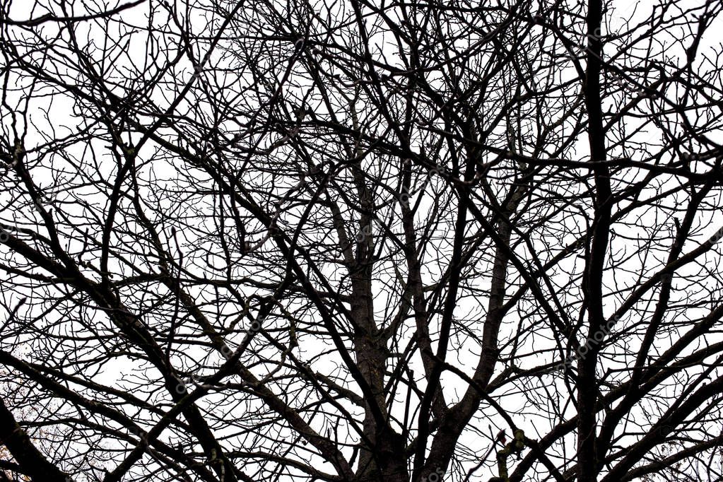 Tree branches isolated on the white background