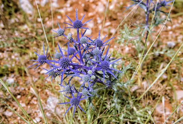 Blue thistle wild flower — Stock Photo, Image