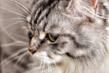 Gri kedi yakın çekim portre. sığ Dof