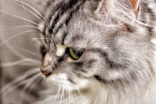 Close Portrait Grey Cat Shallow Dof — Stock Photo, Image