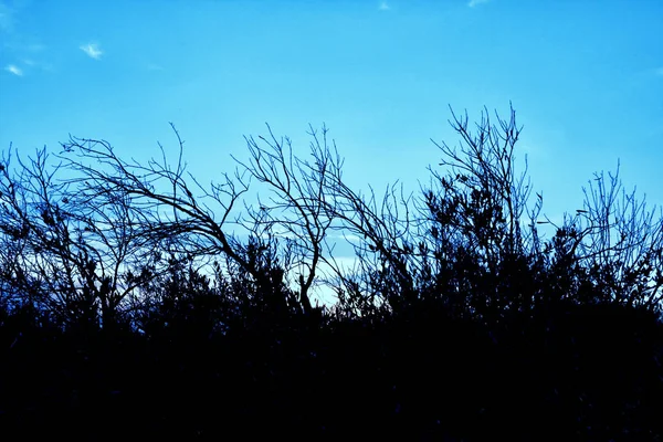 Gran rama de árbol muerto contra el cielo azul — Foto de Stock