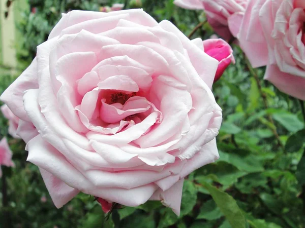 Цветущие розы пастельно-розового цвета . — стоковое фото