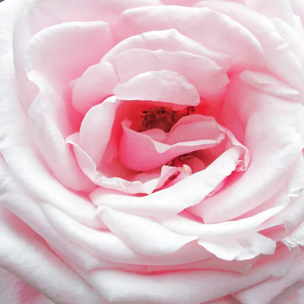 Květy růže kvetoucí v pastelové růžové barvě. — Stock fotografie