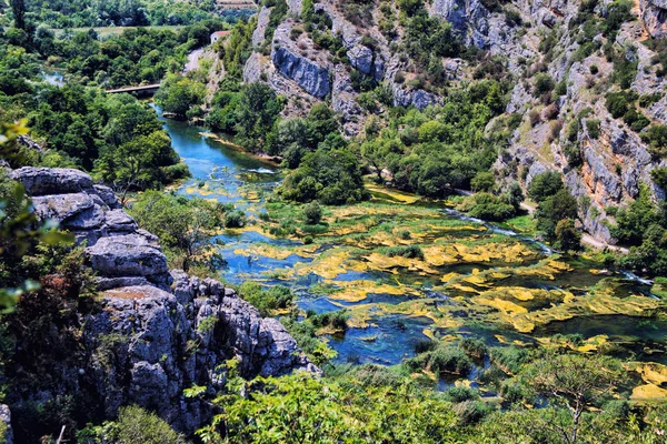 Trees overgrown by green vines flanking flowing River.