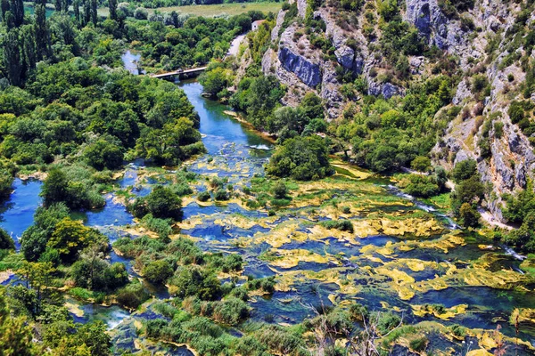 Trees overgrown by green vines flanking flowing River. Croatia