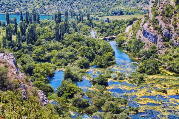 Arbres envahis par des vignes vertes bordant la rivière qui coule . — Photo