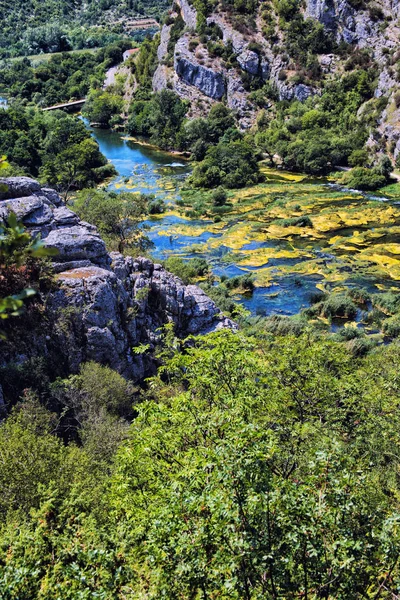 Árboles cubiertos de vides verdes que flanquean el río que fluye . — Foto de Stock