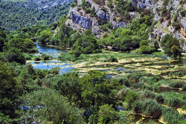 流れる川を並べる緑のブドウ畑で大きくなり過ぎた木 クロアチア — ストック写真