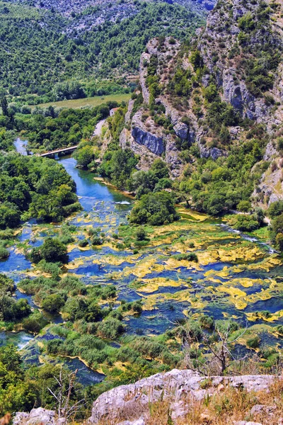 Bomen begroeid met groene wijnstokken flankerende stromende rivier. — Stockfoto