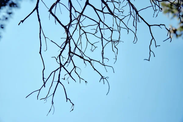 Grosso ramo d'albero morto contro il cielo blu — Foto Stock