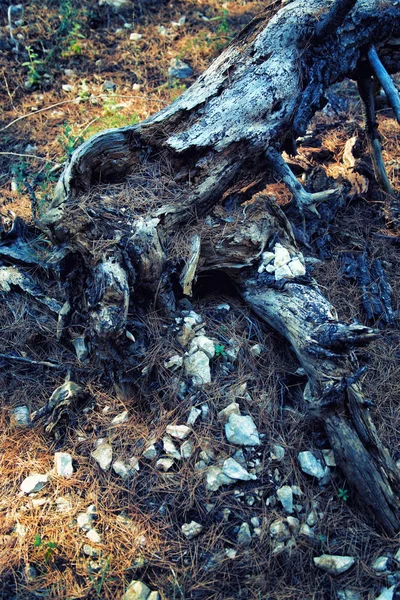 The dead old tree lies in the wild forest — Stock Photo, Image