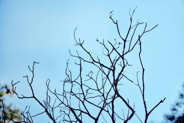 Grande galho da árvore morta contra o céu azul — Fotografia de Stock