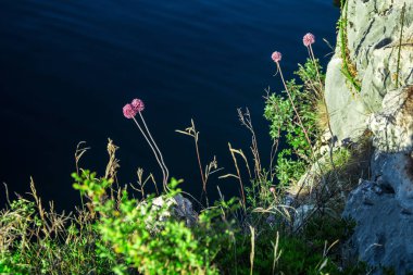 Yabani sarımsak çiçekler mor çiçekler