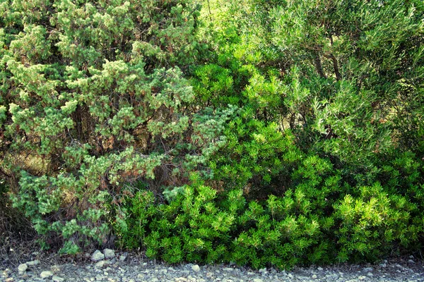 Συστάδες από πράσινο θάμνο. — Φωτογραφία Αρχείου