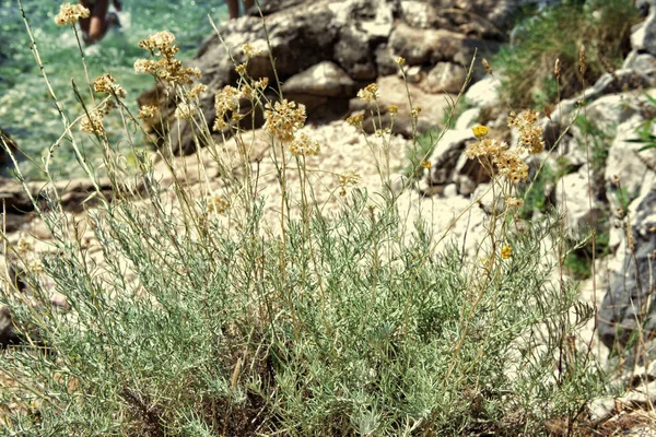 Sur hierba mar verano — Foto de Stock