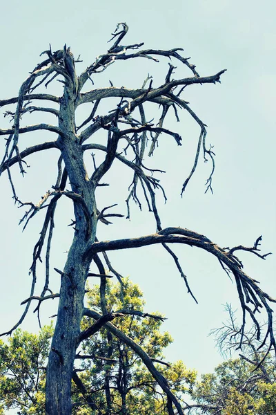 Big Dead Tree Branch Blue Sky Clouds — стоковое фото