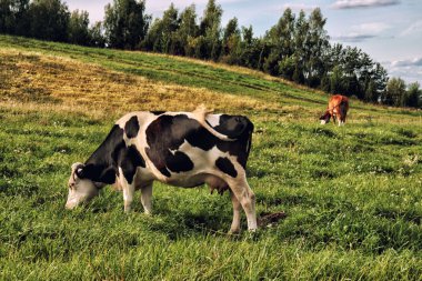 Otlak bir tarlada siyah beyaz inekler