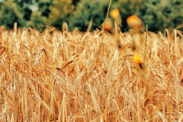 Campo di grano dorato e cielo blu — Foto Stock