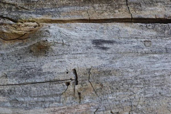 Старый Ствол Дерева Трещинами — стоковое фото