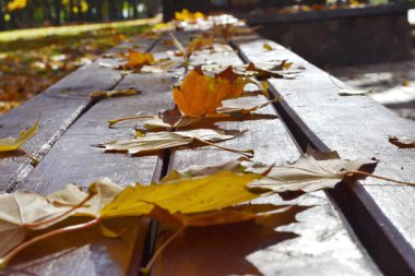 Sarı akçaağaç yaprakları parkta bir bankta