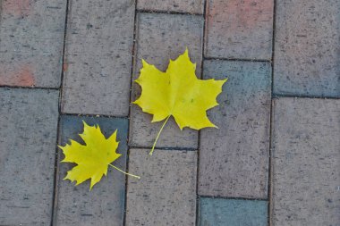 Kaldırımda iki sarı akçaağaç yaprakları