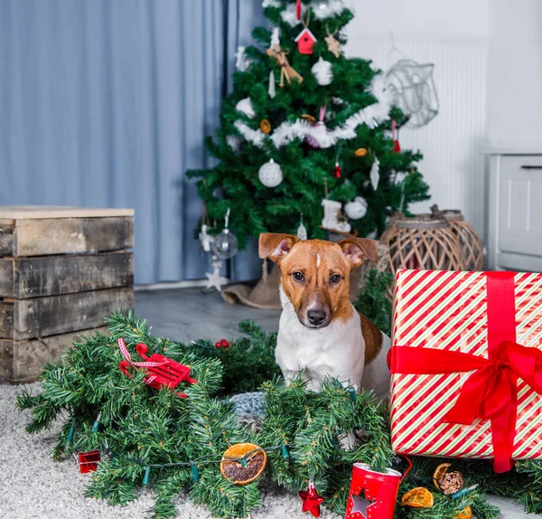 Jack Russel Köpeğin Yanına Noel Ağacı Stok Resim