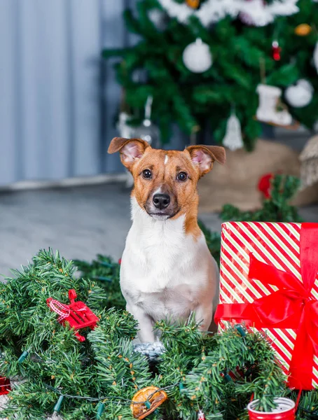 Jack Russel Kutya Közelében Karácsonyfa Stock Kép