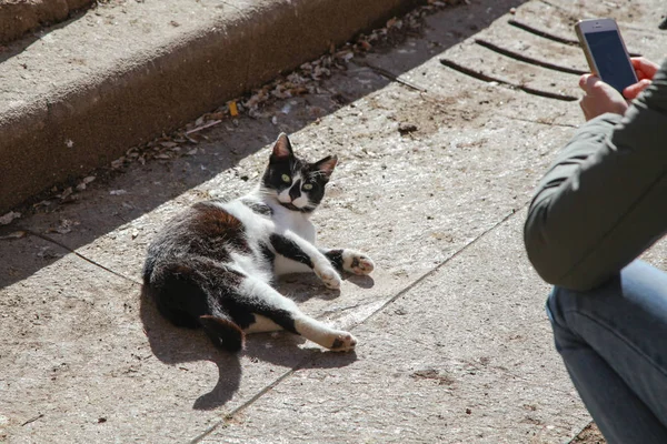 nice black and white cat is posing for a good photo