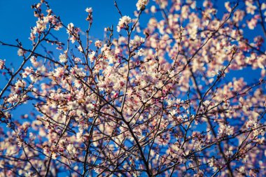 Çiçekli güzel kiraz ağacıyla güneşli bahar arkaplanı 