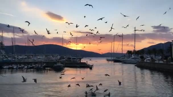 Möwen fliegen bei Sonnenuntergang über die Wasseroberfläche — Stockvideo