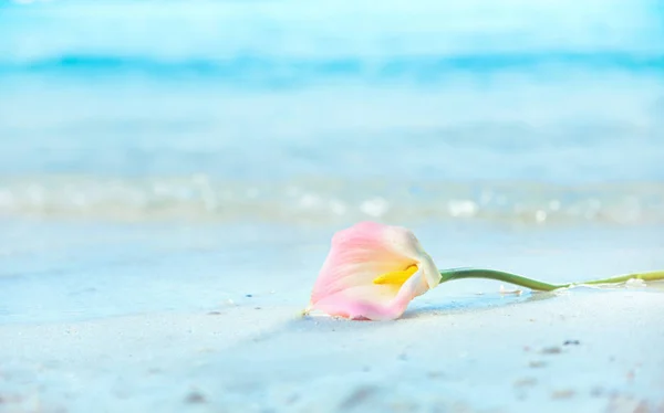 Piękny Kwiat Leżący Mokro Tropikalnych Piasku — Zdjęcie stockowe